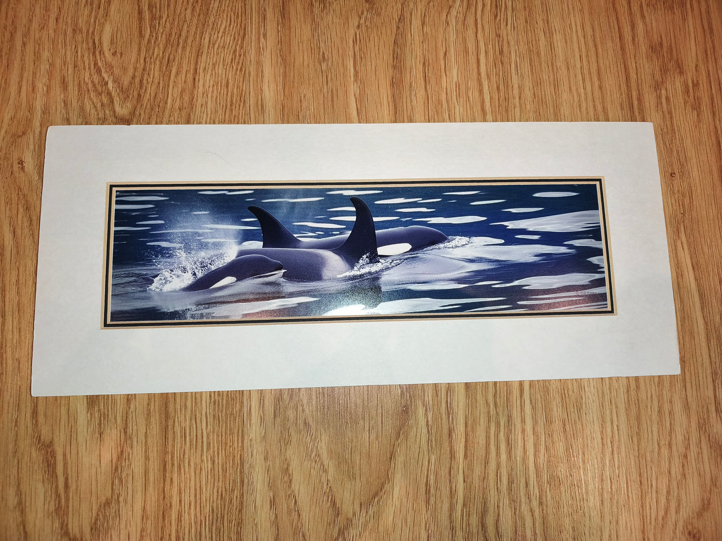 Bill Keay Vintage Orca Wildlife Photography Print – Mounted & Matted (41x18 cm)