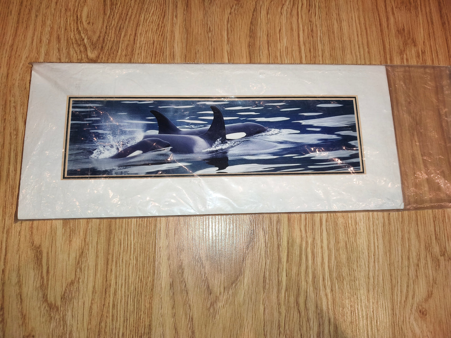 Bill Keay Vintage Orca Wildlife Photography Print – Mounted & Matted (41x18 cm)
